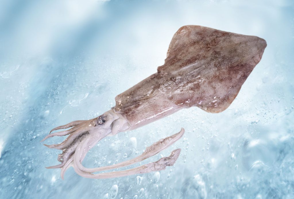 Squid (Loligo vulgaris)