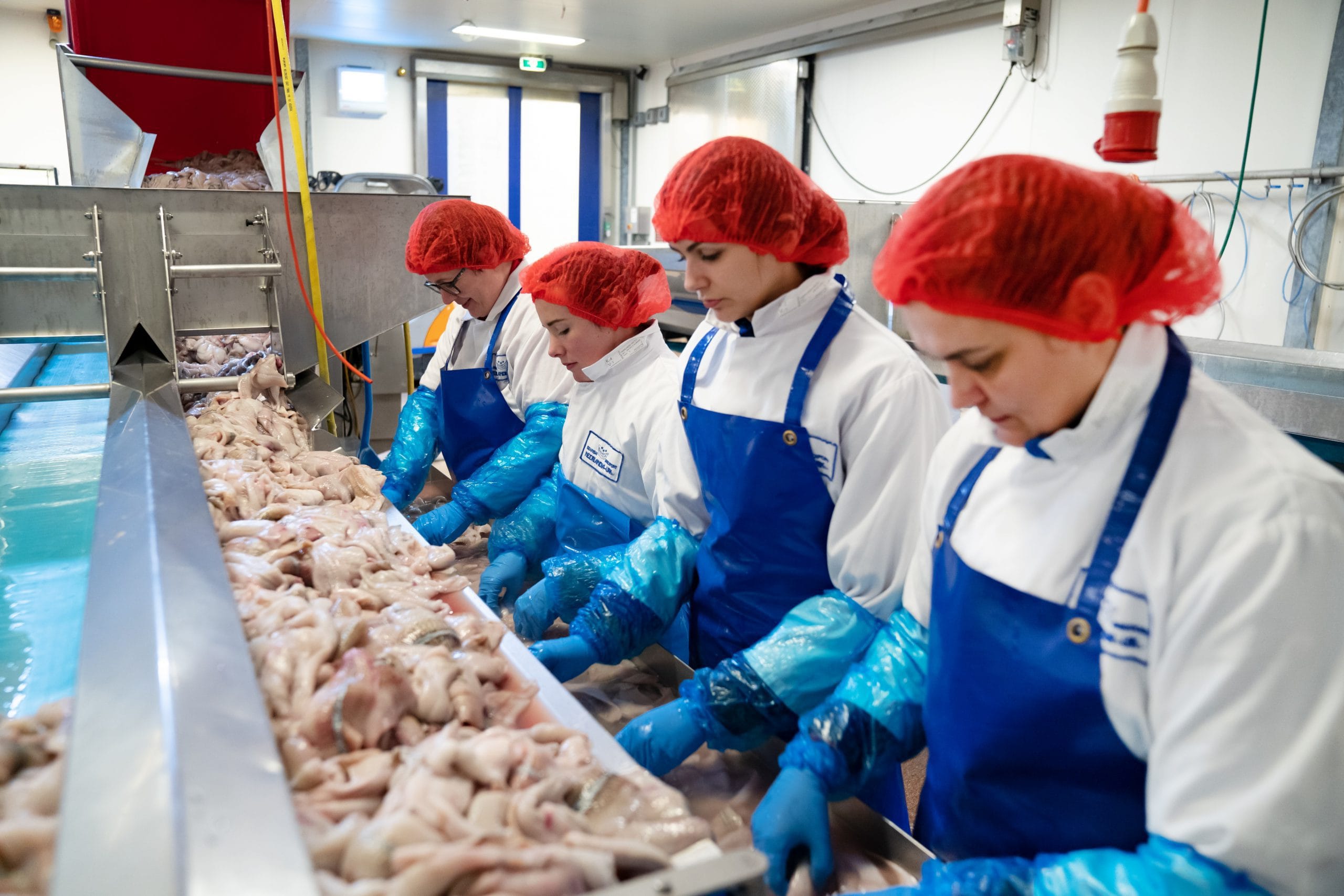 Employés préparant des filets de poisson sur une ligne de production à Urk