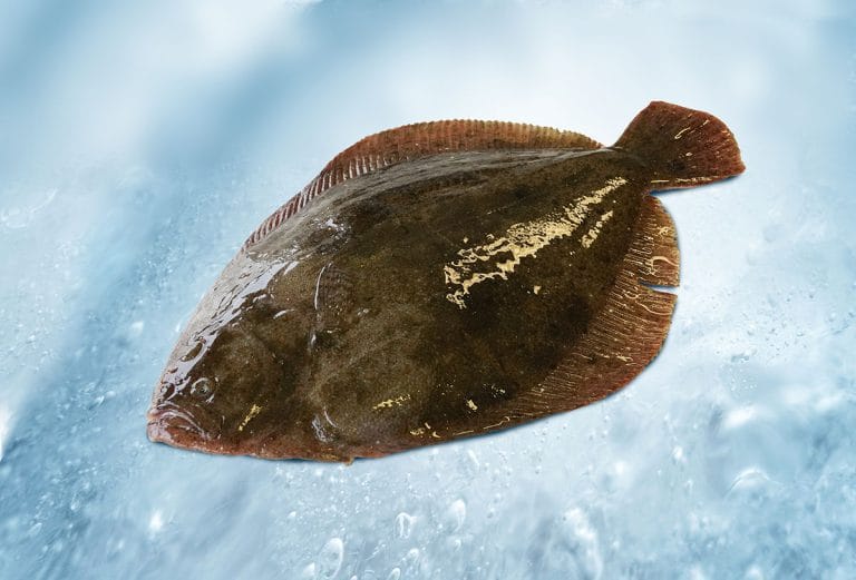 Griet (Scophthalmus rhombus)