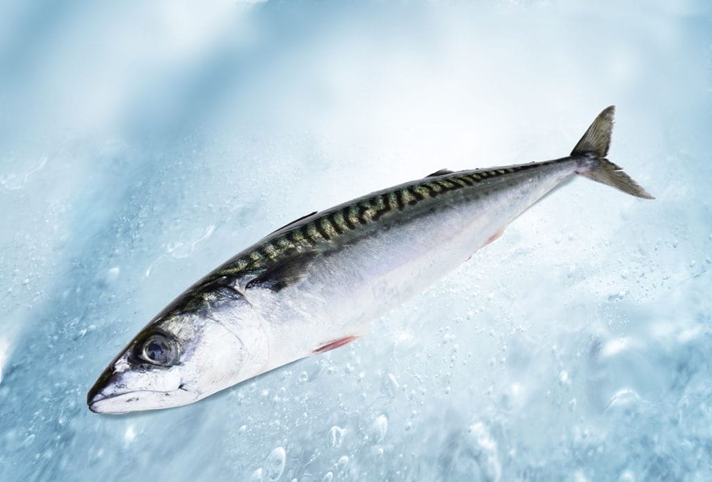 Atlantic fish of premium quality | Neerlandia Urk