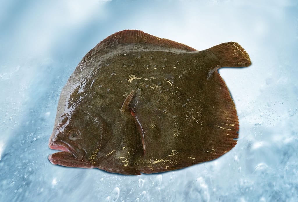 Tarbot (Psetta maxima) uit de noordzee