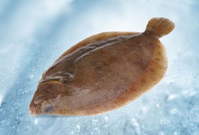 Tongschar (Microstomus kitt)