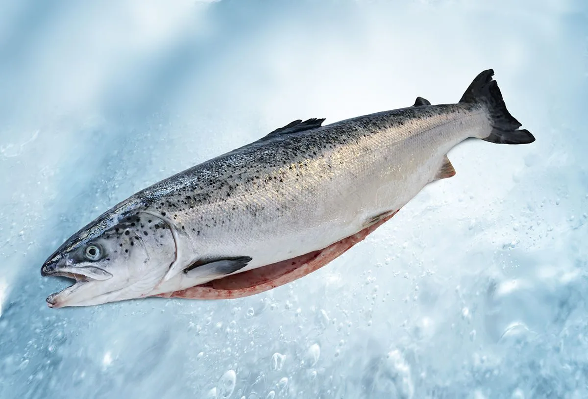 Salmon whole