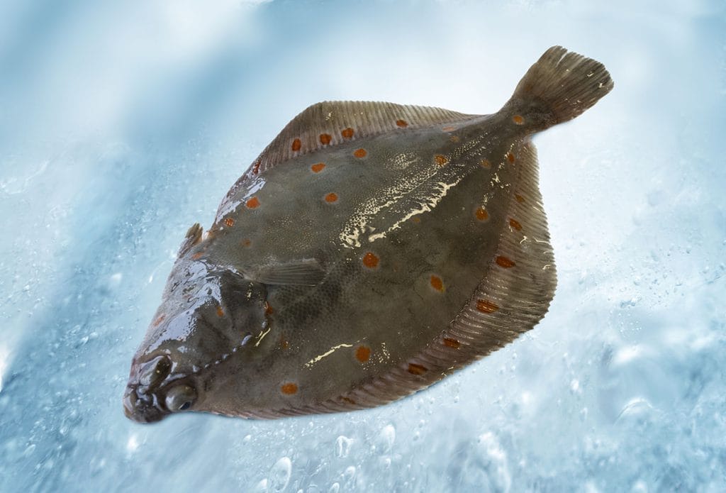 Plaice (Pleuronectes platessa) from the North Sea