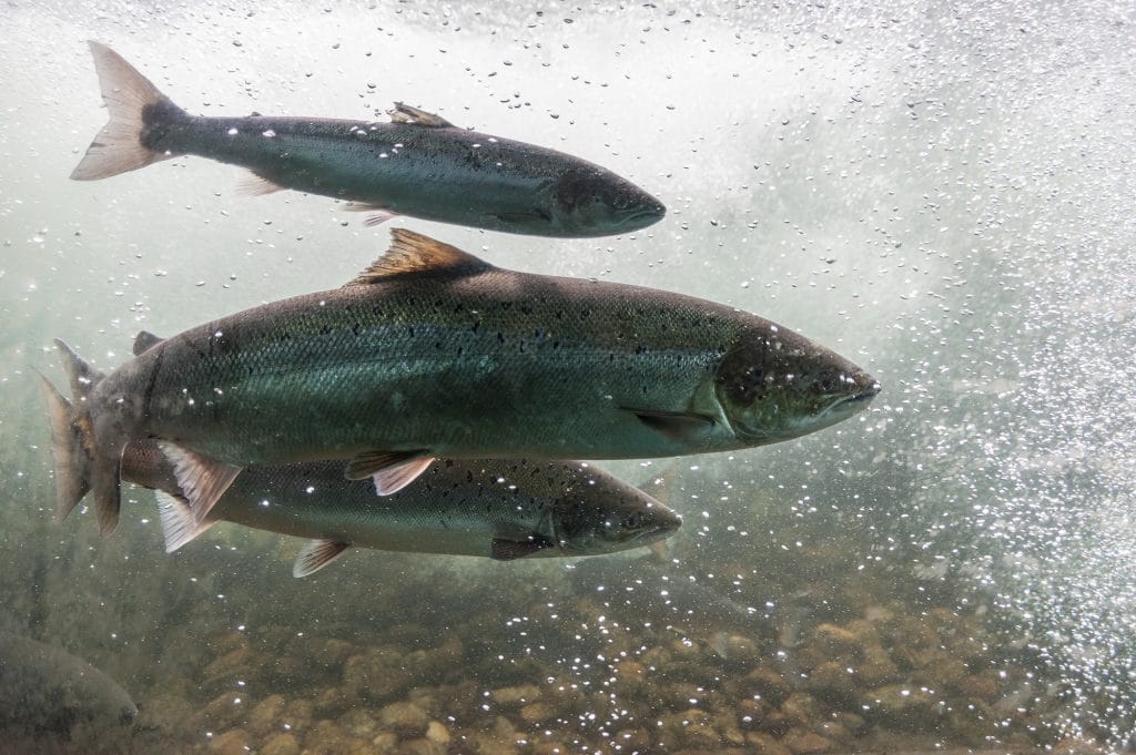 Zalm aan het zwemmen