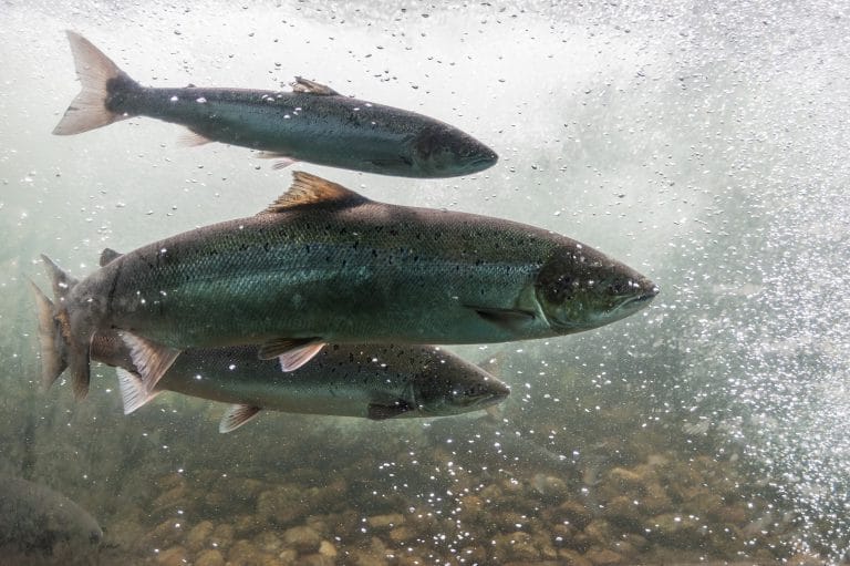 Zalm aan het zwemmen