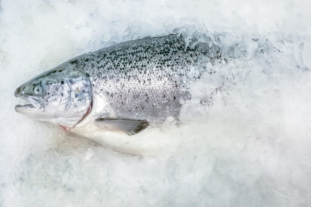 Zalm in ijs