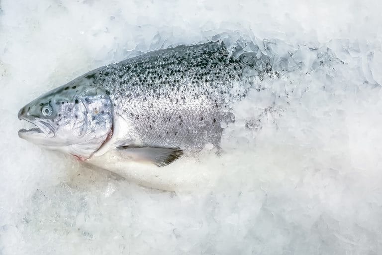 Zalm in ijs