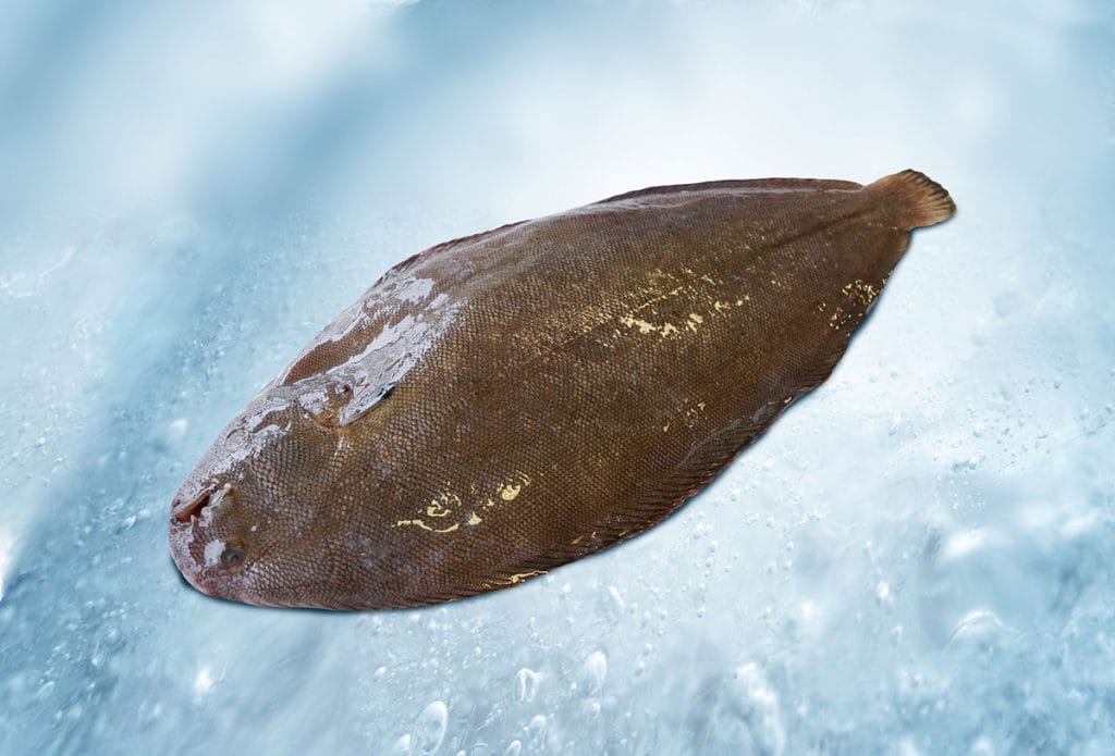 Sole (Solea solea) from the North Sea