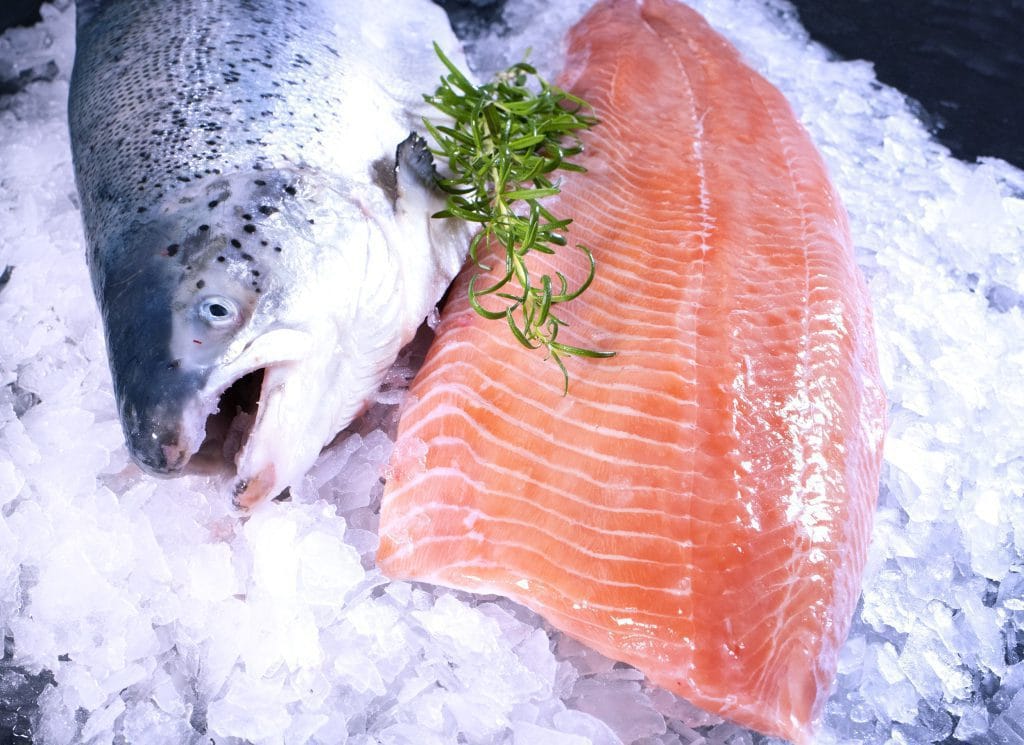 Salmon (Salmo salar)