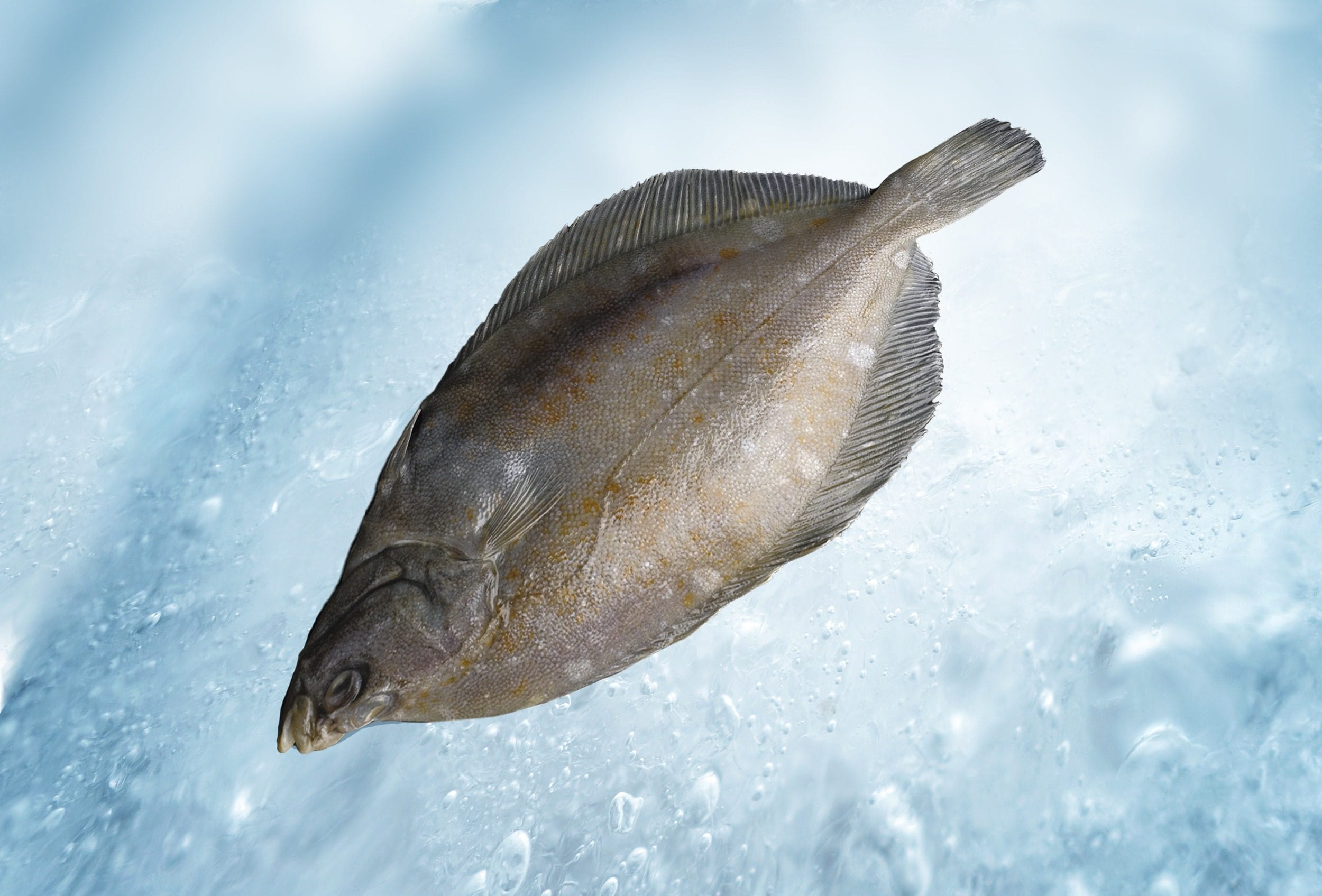 Yellowtail flounder Neerlandia Urk