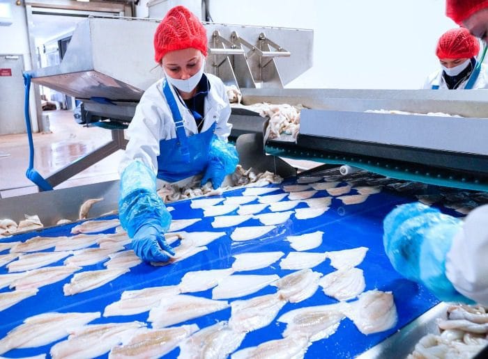 Plaice fillet double-decker on the overlay belt