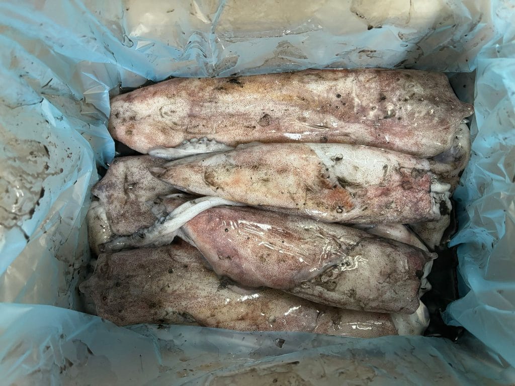 Calmar surgelé