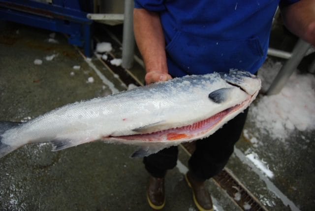 Whole sockeye salmon