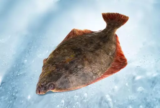 Flounder whole