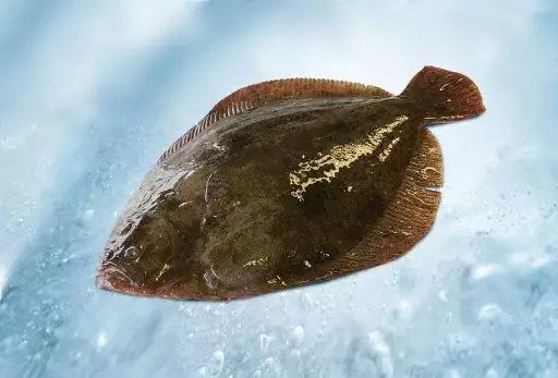 Brill whole