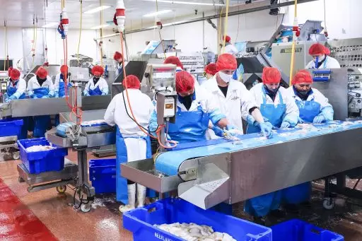 filleting machine