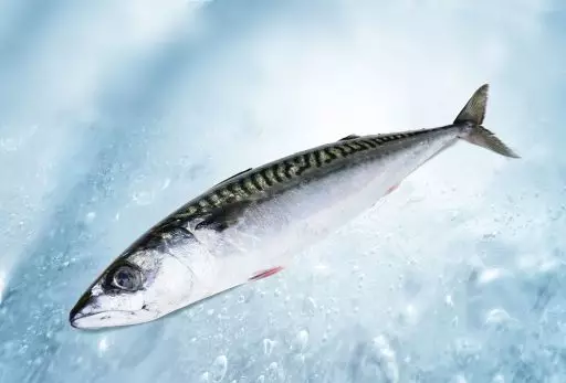 Mackerel