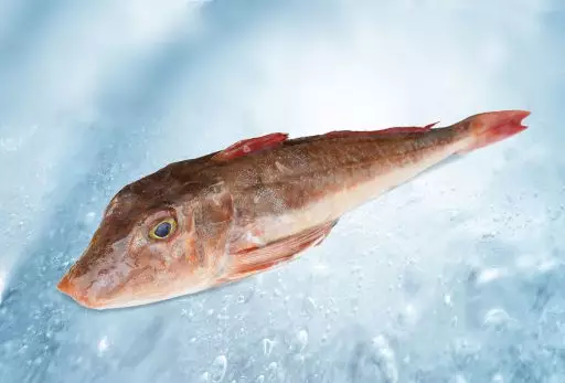 Roter Knurrhahn (Trigla lucerna)