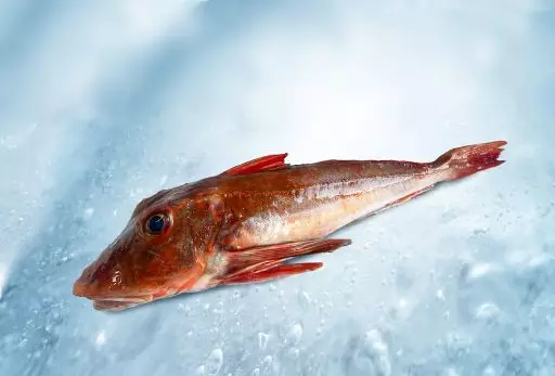Red gurnard whole