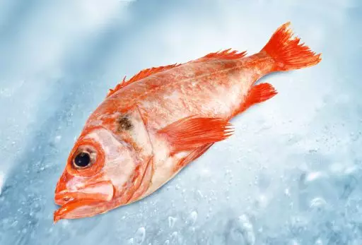 Atlantic redfish
