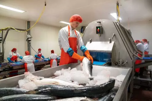 Lachs Linie