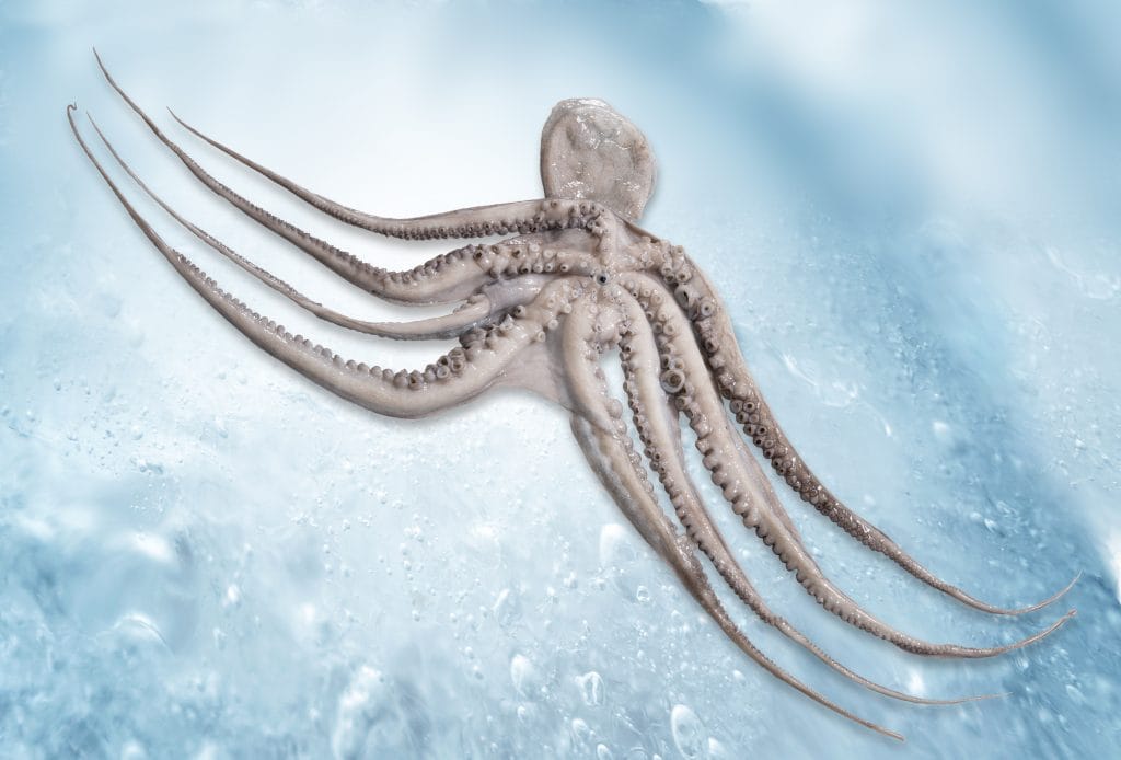 Gefrorener Oktopus