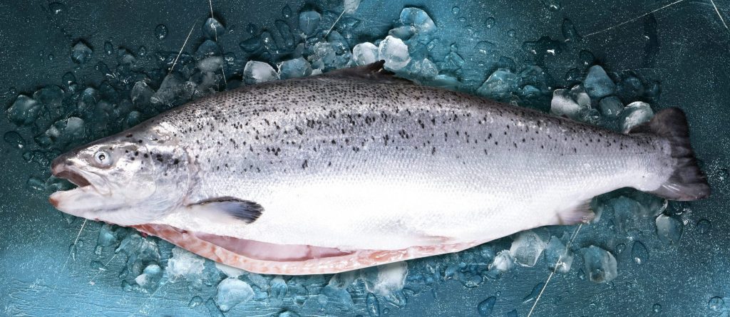 pesce Salmone