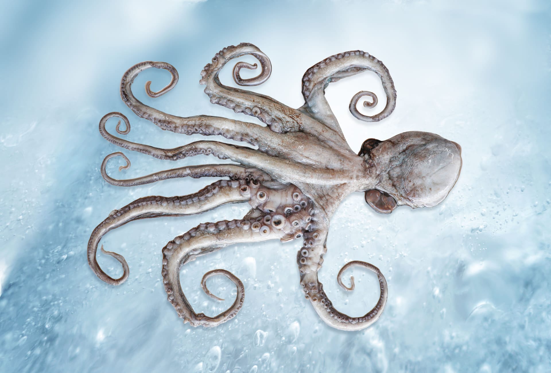 Whole raw octopus on a layer of ice, seen from above, with its rounded mantle and eight sucker-lined arms