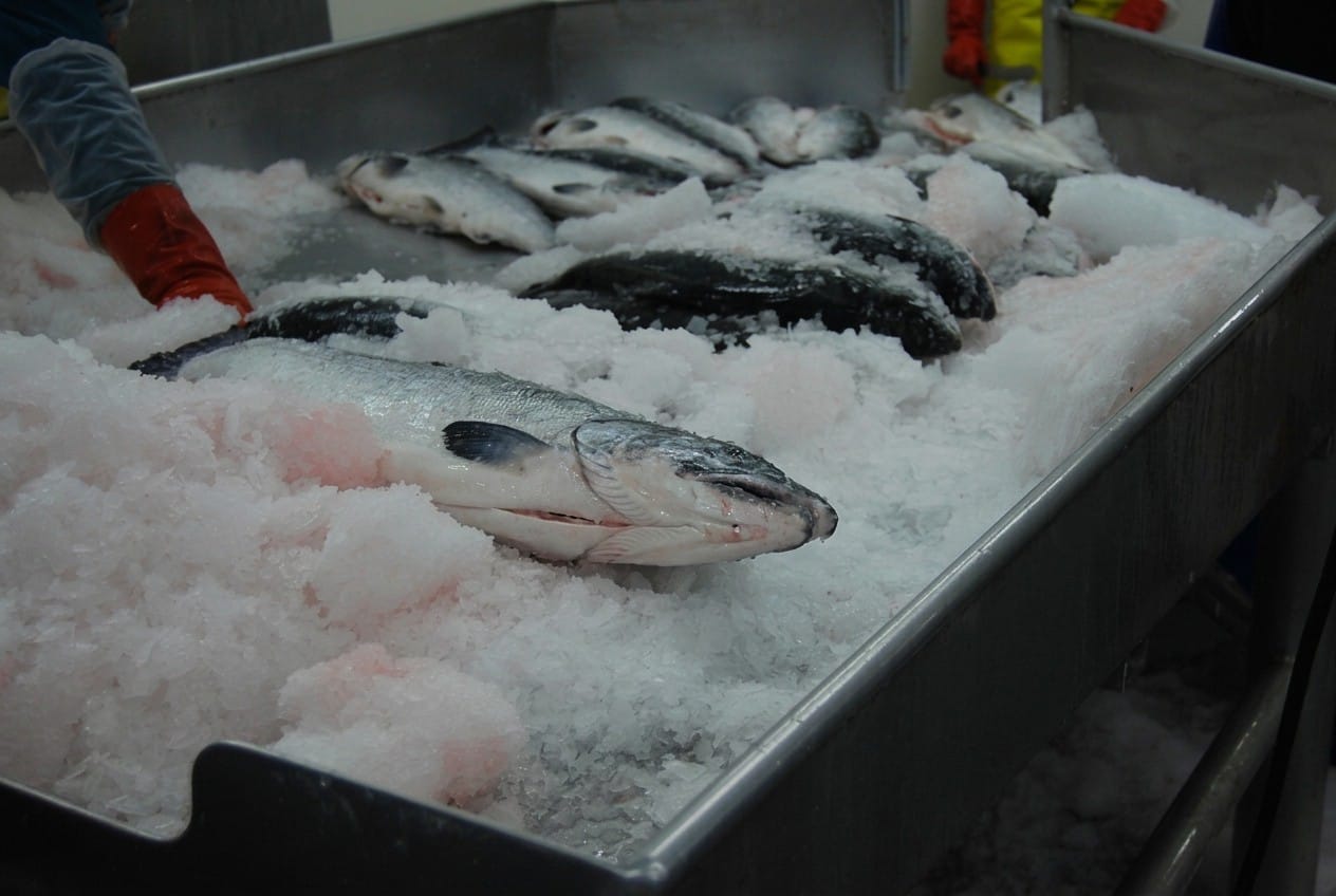 Hele wilde sockeye zalm op ijs